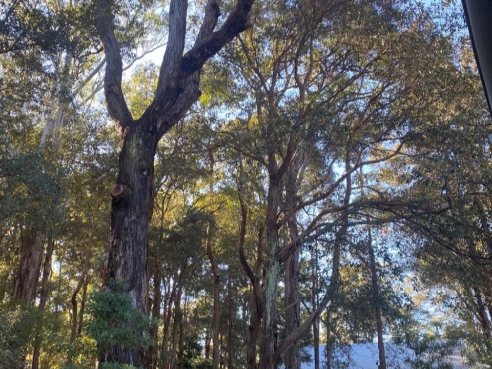 Mature trees in a Fife parkland setting due for routine re-inspection
