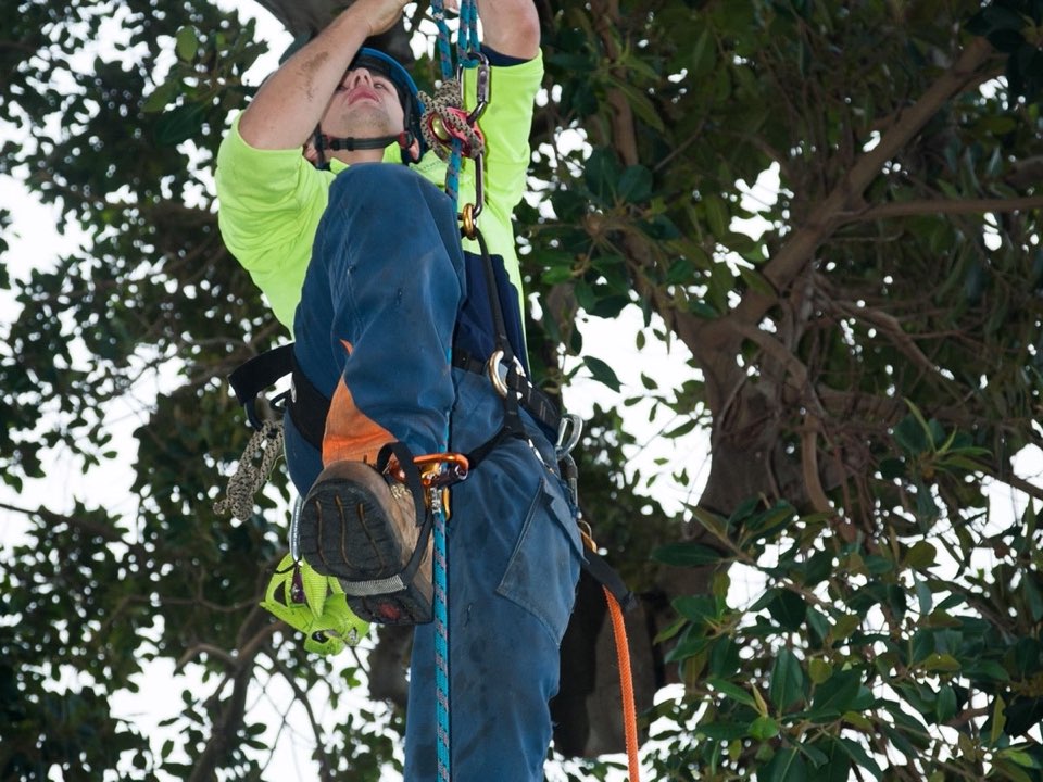 Qualified arborist working in a mature tree during an Enviro Trees UK survey in Fife